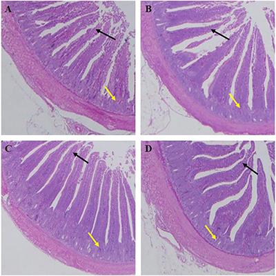 The Effect of the Antimicrobial Peptide Plectasin on the Growth Performance, Intestinal Health, and Immune Function of Yellow-Feathered Chickens